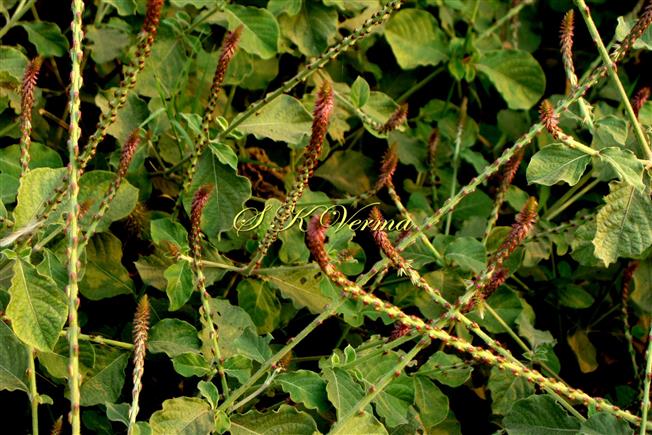  Plant
